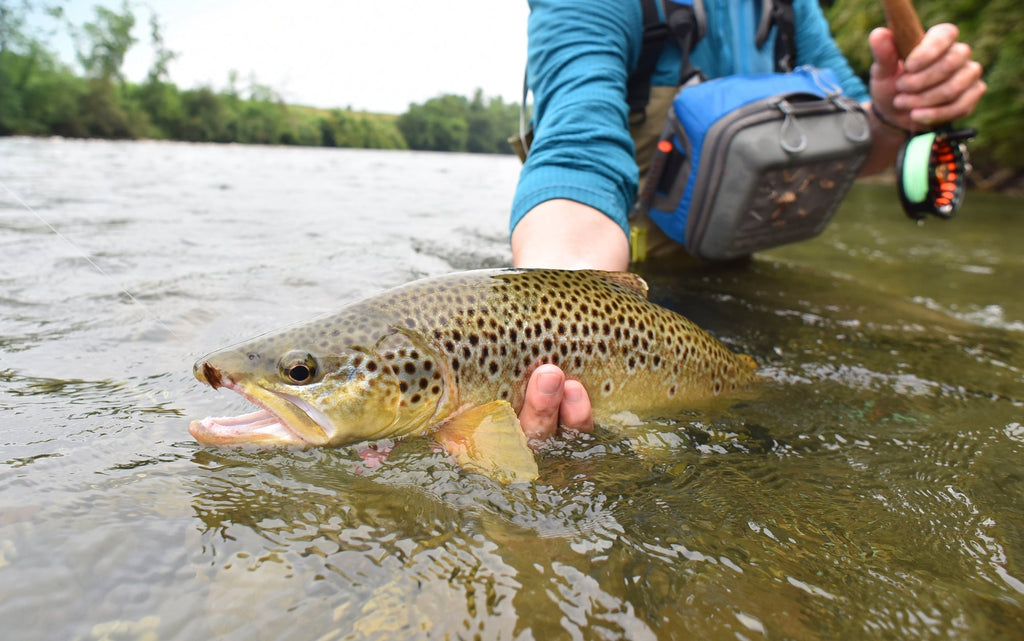 Pink Lady Classic Dry Fly - 6 Flies Size 18