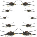 Basics Collection - Kaufmann's Tungsten Black Stonefly Kit 10 Flies #4-12